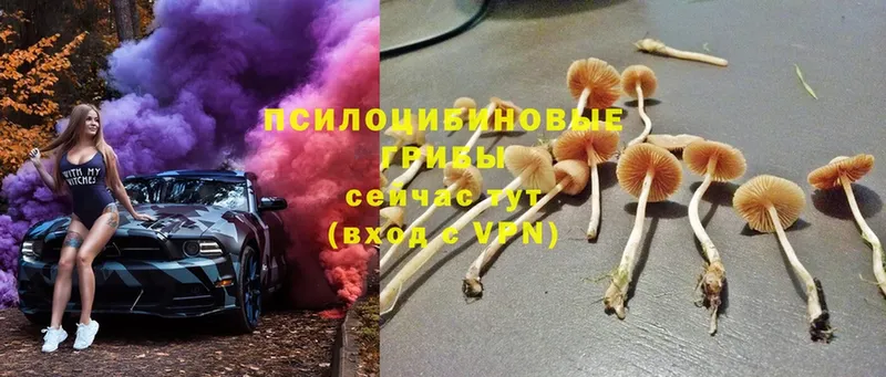 Псилоцибиновые грибы Psilocybe  Медынь 